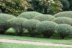Purple willow bush for sale  Delivered anywhere in USA 