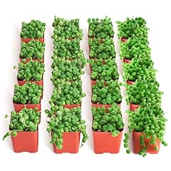 Shop succulents string for sale  Delivered anywhere in USA 