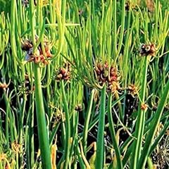 Walking onion plants for sale  Delivered anywhere in USA 