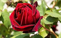 Pianta piante rosa usato  Spedito ovunque in Italia 