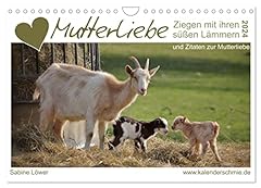 Amour maternel chèvres d'occasion  Livré partout en France