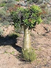 Tree beurre graines d'occasion  Livré partout en France