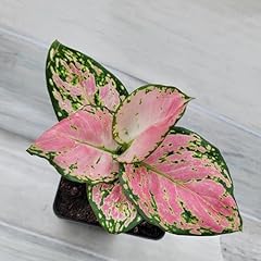 Aglaonema live plant for sale  Delivered anywhere in USA 