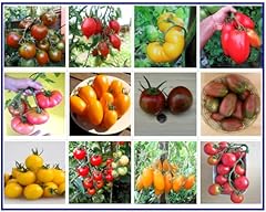 Tomaten set kältetolerant gebraucht kaufen  Wird an jeden Ort in Deutschland