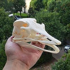 1pcs ostrich skull for sale  Delivered anywhere in USA 