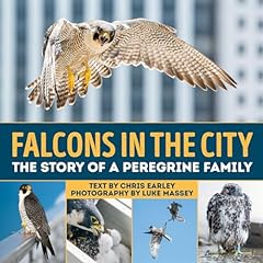 Falcons city story for sale  Delivered anywhere in UK
