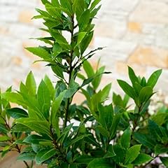 Bay leaf laurel for sale  Delivered anywhere in USA 