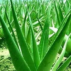 120 semi aloe usato  Spedito ovunque in Italia 