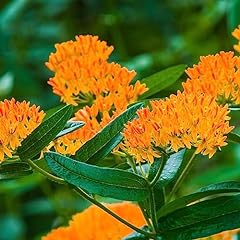 Clovers garden asclepias for sale  Delivered anywhere in USA 