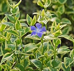 Vinca periwinkle major for sale  Delivered anywhere in UK