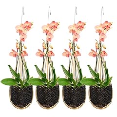 Orchid hanging basket for sale  Delivered anywhere in USA 