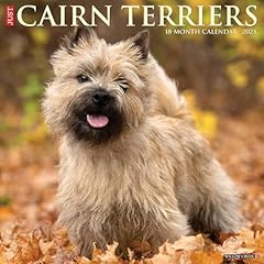 Cairn terriers 2025 for sale  Delivered anywhere in Ireland