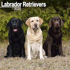 Labrador retrievers calendar for sale  Delivered anywhere in USA 