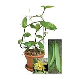 9eztropical vanilla vine for sale  Delivered anywhere in USA 