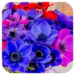 Anemone bulbs corms for sale  Delivered anywhere in UK
