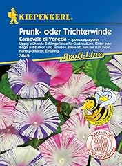 Ipomoea purpurea prunkwinde gebraucht kaufen  Wird an jeden Ort in Deutschland