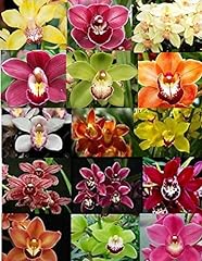 Live cymbidium orchid for sale  Delivered anywhere in USA 