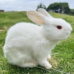 Lifelike taxidermy rabbit for sale  Delivered anywhere in USA 