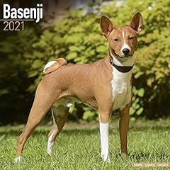 Basenji 2021 wall d'occasion  Livré partout en France