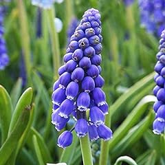 Utopiaseeds muscari bulbs for sale  Delivered anywhere in USA 