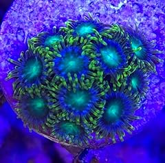 Coralslover live saltwater for sale  Delivered anywhere in USA 