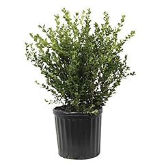Wintergreen boxwood low for sale  Delivered anywhere in USA 