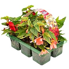 Begonia trailing mixed for sale  Delivered anywhere in UK