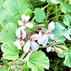 Live scented geranium for sale  Delivered anywhere in USA 