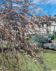 Salix gracilistyla mount gebraucht kaufen  Wird an jeden Ort in Deutschland