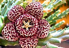 Portal Cool Seeds: 5 Orbea Variegata Semi Seeds Korn, used for sale  Delivered anywhere in Canada