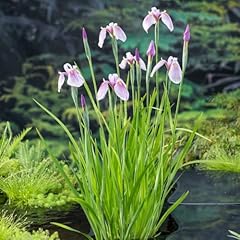 Iris laevigata pink for sale  Delivered anywhere in UK