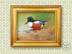 Framed shoveller duck for sale  Delivered anywhere in USA 
