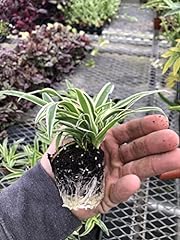 Pack spider plant for sale  Delivered anywhere in USA 
