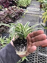 Pack spider plant for sale  Delivered anywhere in USA 