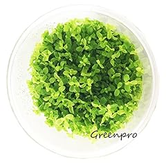 Micranthemum monte carlo for sale  Delivered anywhere in USA 