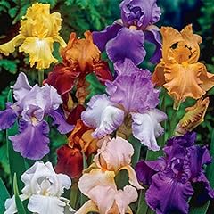 Bearded iris mixed for sale  Delivered anywhere in USA 