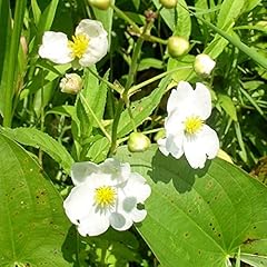 Chuxay garden sagittaria for sale  Delivered anywhere in USA 