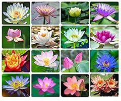 30pcs bowl lotus for sale  Delivered anywhere in USA 