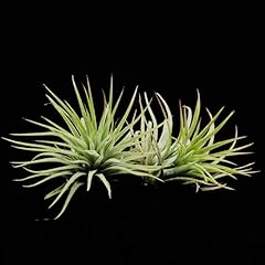 Air plant pack for sale  Delivered anywhere in UK