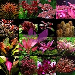 Red aquarium plant for sale  Delivered anywhere in USA 