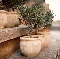 Mediterraner livenbaum terrako gebraucht kaufen  Wird an jeden Ort in Deutschland