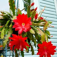 Red epiphyllum orchid for sale  Delivered anywhere in USA 