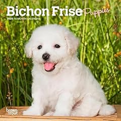 Bichon frise puppies for sale  Delivered anywhere in USA 