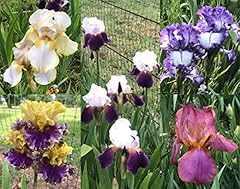 Bearded iris mixed for sale  Delivered anywhere in USA 