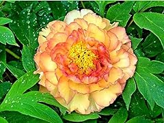 Light golden peony for sale  Delivered anywhere in USA 