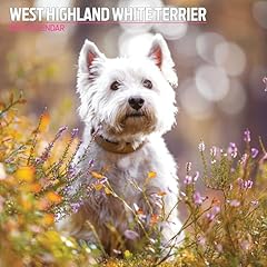 West highland calendrier d'occasion  Livré partout en France
