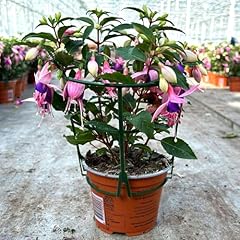 Fuchsien rosa rot gebraucht kaufen  Wird an jeden Ort in Deutschland