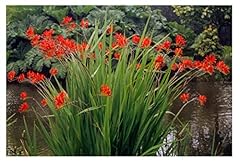 10x crocosmia lucifer for sale  Delivered anywhere in UK