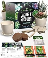 Home grown succulent for sale  Delivered anywhere in USA 