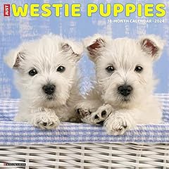 Westie puppies 2024 for sale  Delivered anywhere in UK